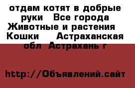 отдам котят в добрые руки - Все города Животные и растения » Кошки   . Астраханская обл.,Астрахань г.